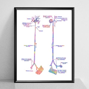 Neuron Poster Anatomy Art Medical Art Neurology Art Neuroscience Art Neurologist Gift Neurosurgeon Gift Neuroscientist Gift Doctor Office