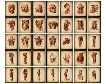 Set 35 vintage Anatomie Poster Human Physiology Wall Art Muskelsystem Chart Skelett Muskeln Diagramm Physiotherapie Kunst Massage Geschenk