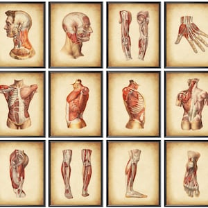 12 Arte Anatómico del Cuerpo Viejo Vintage Anatomía Diagrama Ilustración Médica Antigüedad Ciencia Decoración Sistema Muscular Póster Fisiología Arte Biología