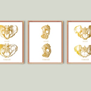 Male vs Female Pelvis Differences Anatomy of Skeleton Posters Gold Bones Anatomy Art Medical Decor Skeletal Bones Art Clinic Wall Decor