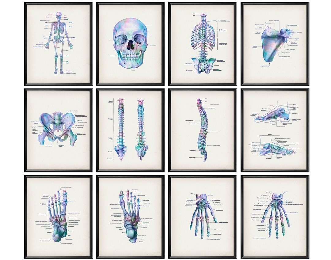 12 Skeleton Anatomy Posters Medical Art Skeletal System Diagram ...