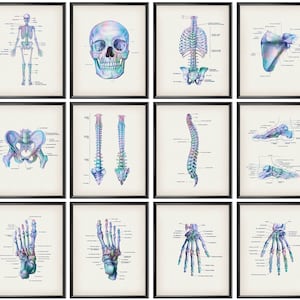 12 Skeleton Anatomy Posters Medical Art Skeletal System Diagram Orthopedic Surgeon Gift Rheumatologist Gift Chiropractic Clinic Wall Decor