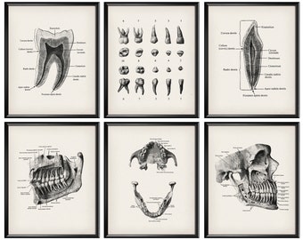 Set 6 of Vintage Dental Anatomy Art Posters Dentist Gift Dental Office Decor Orthodontist Gift Dental Clinic Decor Dental Assistant Gift