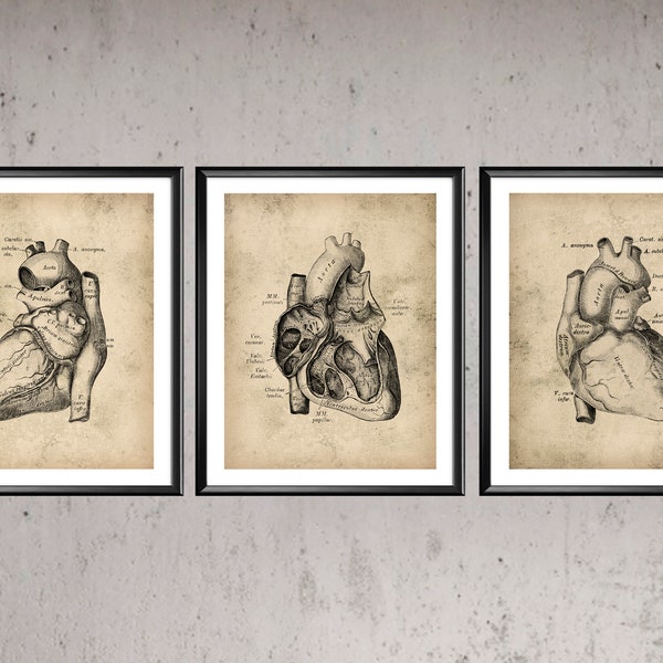 Vintage Heart Anatomy Poster Cardiology Art Medical Art Clinic Decor Surgeon Gift Doctor Office Decor