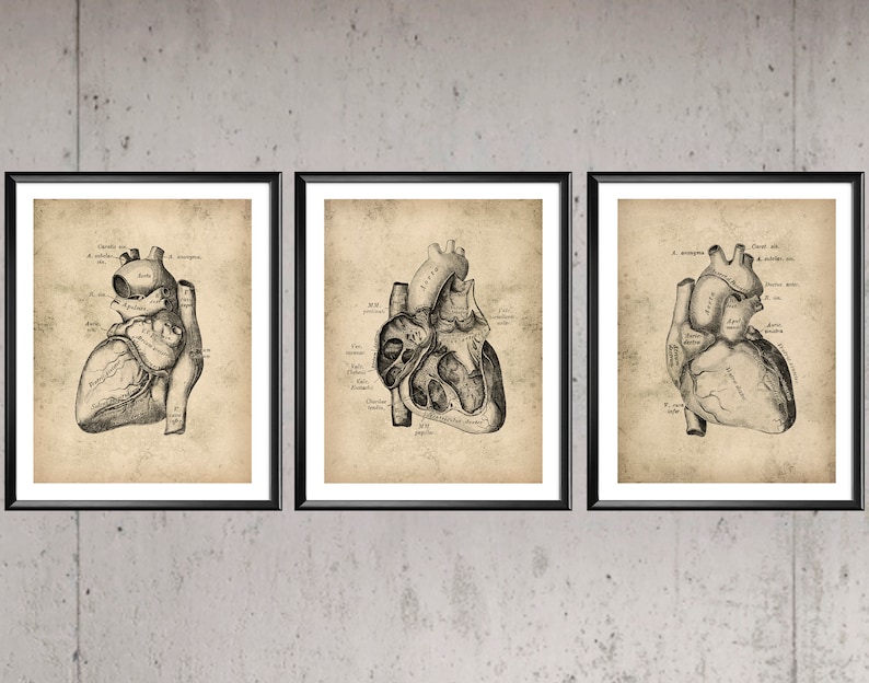 Vintage Heart Anatomy Poster Cardiology Art Medical Art Clinic Decor ...