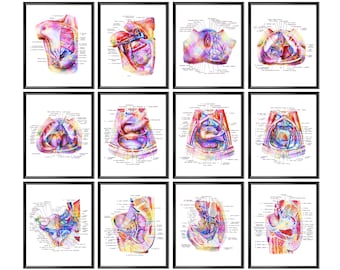 12 Watercolor Female Anatomy Posters Female Pelvic Organs Art Reproductive System Obgyn Art Gynecology Art Medical Art Uterus Art Breast Art