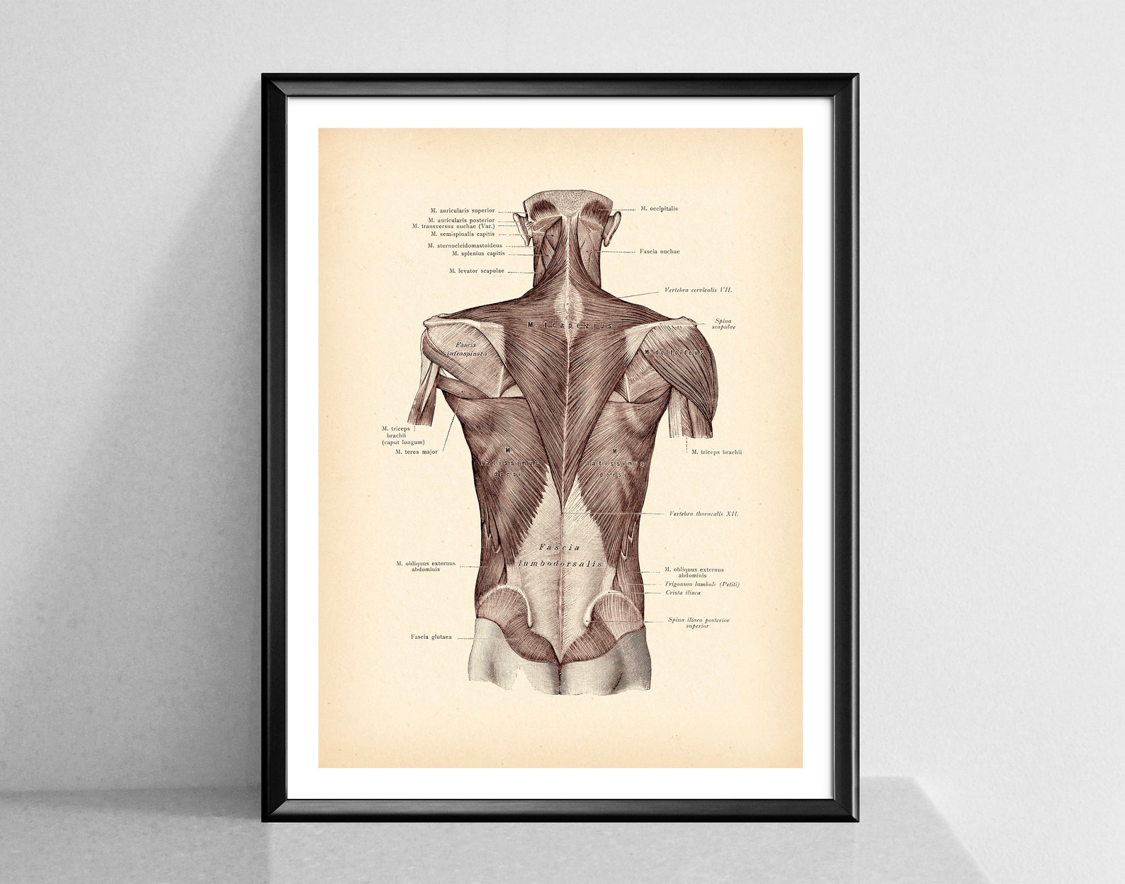 8 Muscular System Anatomy Posters, Human Anatomy Art, Medical Artwork ...