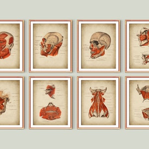 May include: Set of eight vintage anatomical illustrations of the human head and neck muscles. The illustrations are in black and white with red highlights, and feature detailed labels in French.