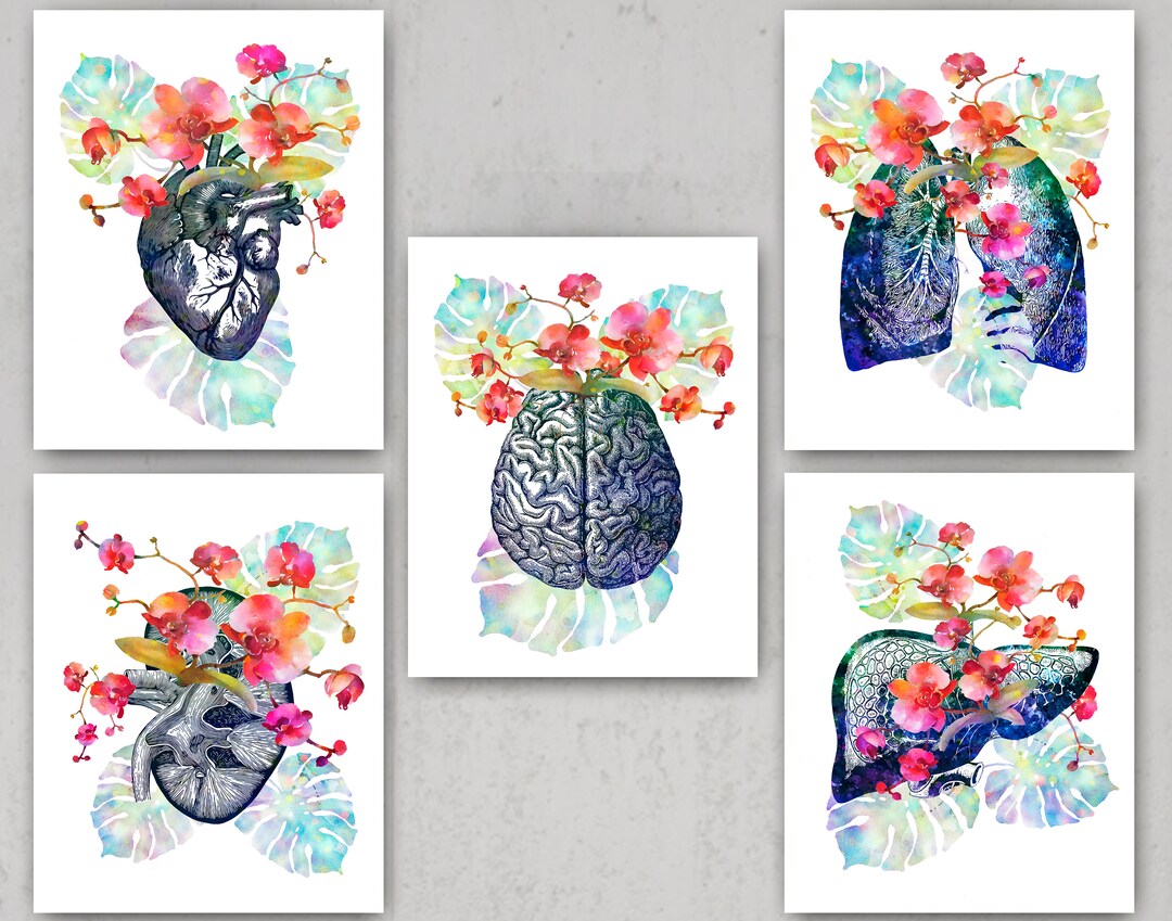 Anatomy Watercolor Poster Set Brain Heart Lungs Kidney Liver Art ...