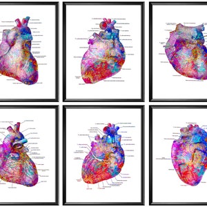 6 poster colorati di anatomia del cuore, arte anatomica, arte fisiologica, opere d&#39;arte mediche, arte cardiologica, regalo del chirurgo cardiovascolare, cardiotoracico