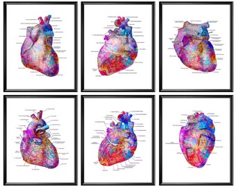 6 Colorful Heart Anatomy Posters, Anatomy Art, Physiology Art, Medical Artwork, Cardiology Art, Cardiovascular Surgeon Gift, Cardiothoracic