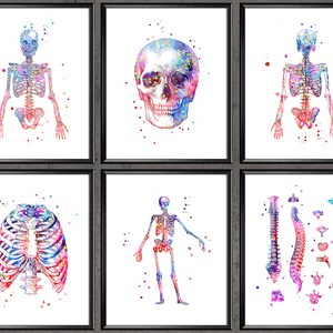 Skeleton Anatomy Poster Set of 6 Medical Art Watercolor Skull Thorax Spine Clinic Wall Decor Orthopedist Gift Orthopedic Surgeon Gift