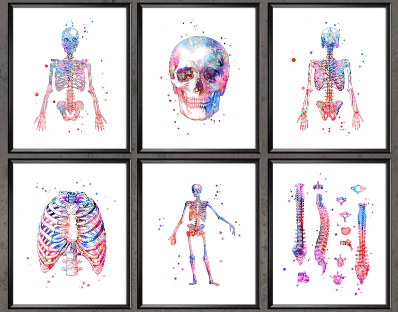 Skeleton Anatomy Poster Set of 6 Medical Art Watercolor Skull Thorax ...