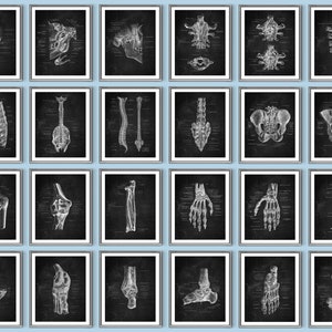 24 Anatomía Ortopédica Posters Anatomía Esquelética Arte Esqueleto Esqueleto Estructura Diagrama Esqueleto Huesos Gráfico Clínica Quiropráctica Decoración de pared