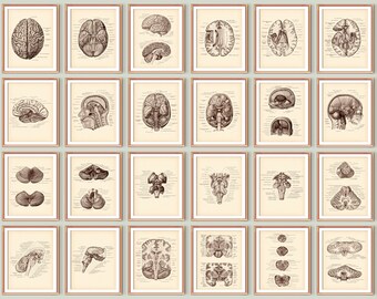 24 Anatomische Gehirn Poster, Neurologie Kunst, Zentrales Nervensystem, Gehirnstruktur, Medizinische Kunst, Neurologe Geschenk, Medizinische Schulkunst
