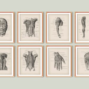 8 Menselijk spierstelsel Diagram Posters Medische Kunst Geneeskunde Onderwijs Grafiek Doctor Office Wall Art Geneeskunde Schilderij Wetenschap Kunst