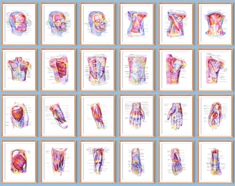 24 Watercolor Muscle Anatomy Artworks Muscular System Posters Medical Wall Decor Massage Clinic Art Surgeon Gift Physical Therapist Gift