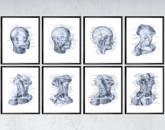 8 Anatomía de la cabeza y el cuello Carteles Tabla anatómica - Etsy México 8 Anatomía de la cabeza y el cuello Carteles Tabla anatómica - Etsy México