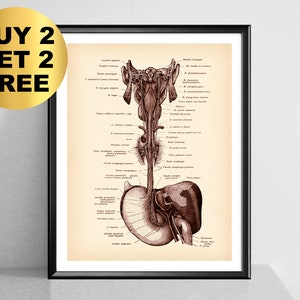 Vagus Nerve Art, Antique Neurology Art, Human Anatomy Poster, Neurologist Gift, Clinic Wall Decor, Medical Student Gift