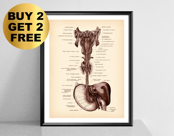 Arte nervio vago Arte de neurología Póster - Etsy España