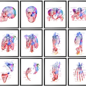 12 Human Skeleton Anatomy Art Skeletal Bones Posters Medical Art Physiology Art Doctor Gift Clinic Decor Orthopedic Surgeon Gift