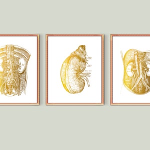 Gouden buikholte Poster Anatomische Nier Art Nefrologie Art Urinewegen Medische Poster Clinic Wall Decor Doctor Office Art