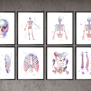 May include: A set of eight watercolor illustrations of the human skeleton. The illustrations include a full skeleton, a skull, a rib cage, a spine, a pelvis, and both feet. The illustrations are in shades of pink, blue, and purple.