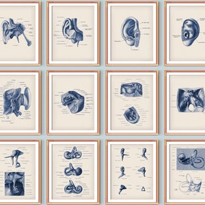 Otolaryngologie Anatomie Poster Set 12 Ooranatomie en Fysiologie Anatomische Grafiek Hoorsysteem Structuur Eustachius Buis Slakkenhuis Ossicles