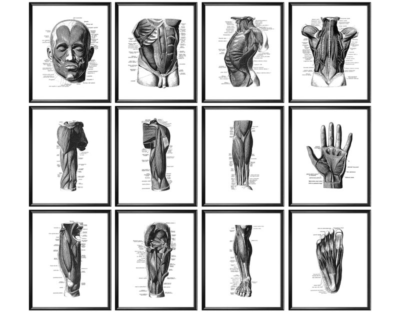 12 Massage Therapy Art Anatomy Poster Muscular System Wall Decor Human ...
