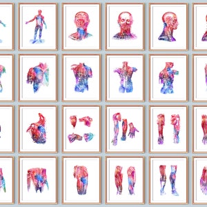 Muscle Anatomy Poster Set of 24 Medical Artwork Physiology Art Physical Therapy Poster Massage Clinic Wall Art Sports Therapy Decor