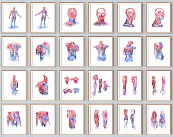 Muskelanatomi Poster Set med 24 Medicinska konstverk Fysiologikonst Sjukgymnastik Poster Massageklinik Väggkonst Sportterapi Dekor