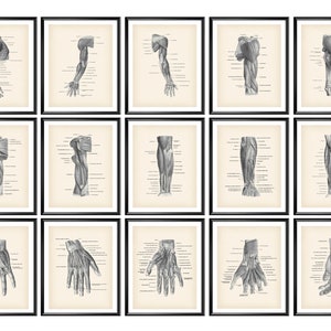 15 Hand Muscles Anatomy Posters Physical Therapist Office Decor Physiology Education Biology Poster Science Art Clinic Wall Decor