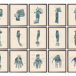 15 Vintage Hand Anatomy Posters Muscular System Medical Art Massage Therapist Gift Doctor Office Decor Surgeon Gift Physical Therapist Gift