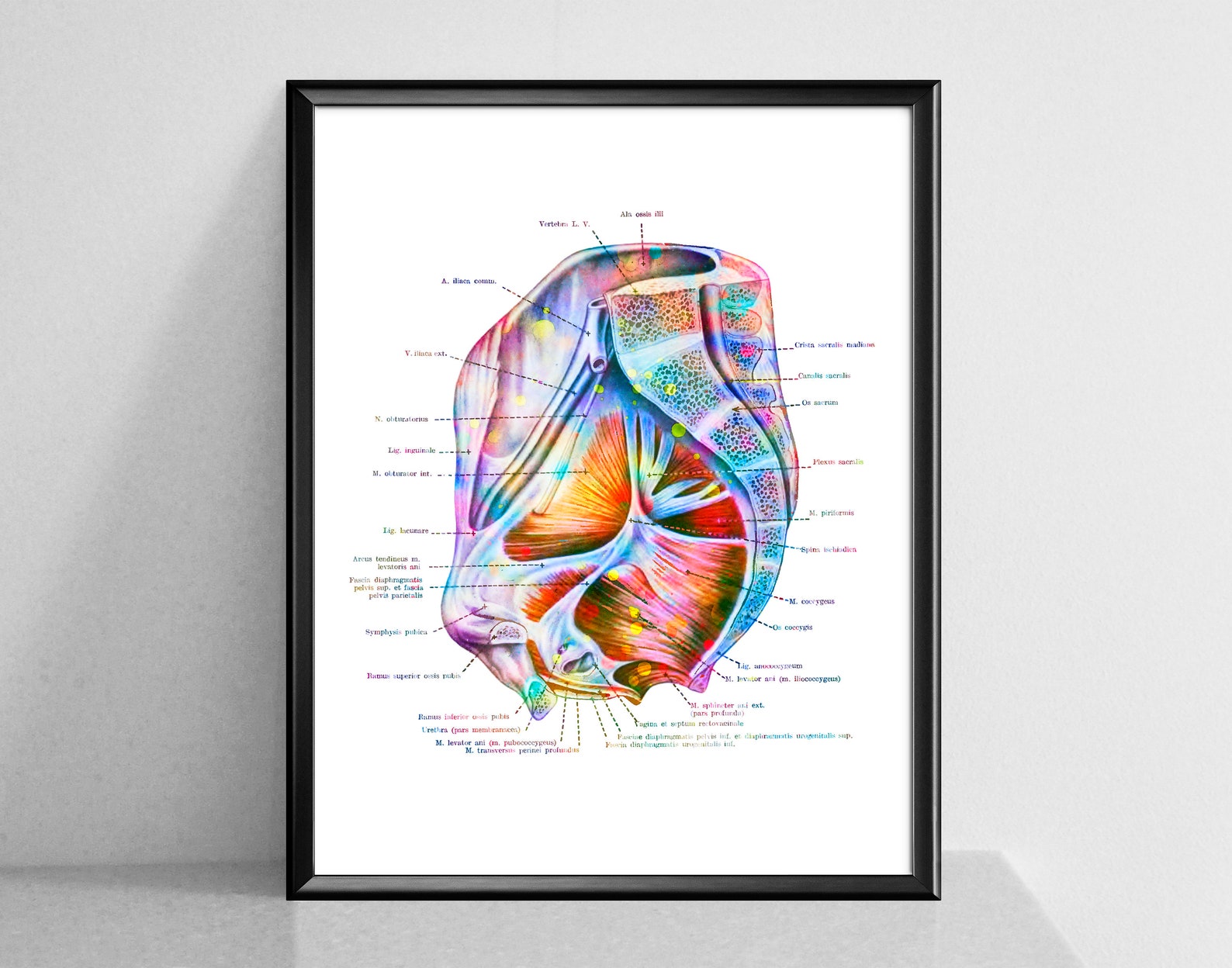 Anatomie der weiblichen Pelvis Poster Becken BodenMuskeln Etsy