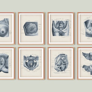 8 Female Anatomy Posters Gynecologist Gift Midwife Gift Woman Physiology Art Medical Art Reproductive System Diagram Obgyn Art Obstetrician
