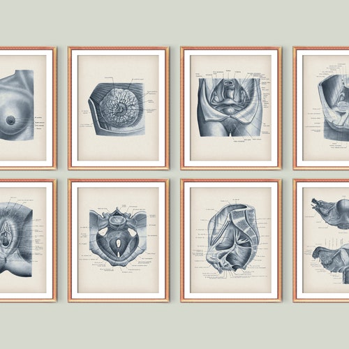 8 Female Anatomy Posters Gynecologist Gift Midwife Gift Woman Physiology Art Medical Art Reproductive System Diagram Obgyn Art Obstetrician