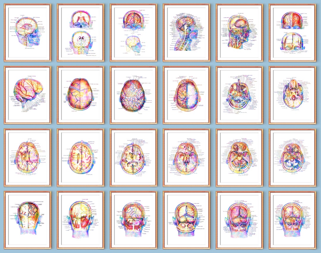 24 Head and Brain Anatomy Posters Neurology Artwork Head Cross Section ...