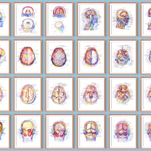 May include: A set of 18 vintage anatomical illustrations of the human brain, each framed in a gold-coloured frame. The illustrations are in watercolour and show different views of the brain, including the frontal, sagittal, and axial views. The illustrations are labelled with the names of the different parts of the brain.