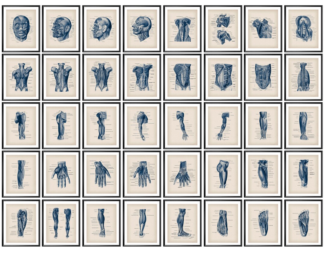 40 Vintage Anatomy Art Posters Muscular System Anatomy Art Body Muscles ...