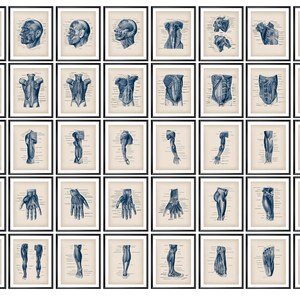 40 Vintage Anatomy Art Posters Muscular System Anatomy Art Body Muscles Structure Medical Decor Massage Therapist Gift Anatomy Education