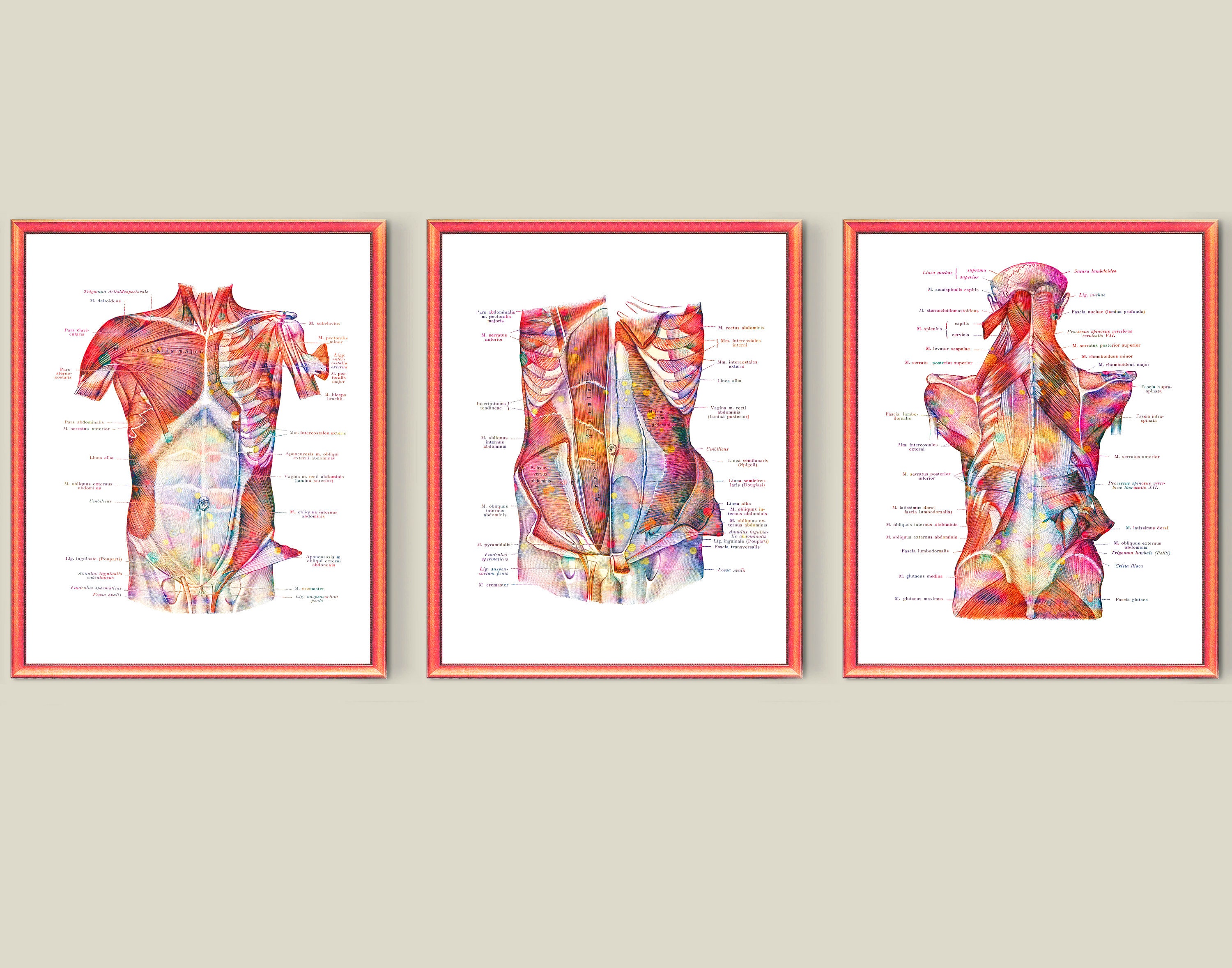 Muscular System of Human Posters Labeled Torso Muscles Medical - Etsy