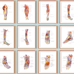 Set 12 Foot anatomy posters, Medical art, Podiatry art, Kinesiology art, Orthopedic artwork, Human physiology, Massage clinic wall decor