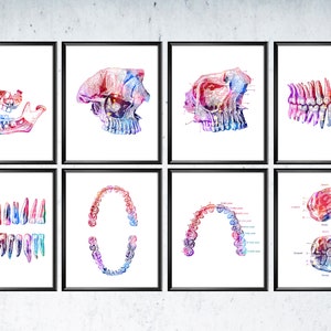 8 Zahnanatomie Kunst, Zahnmedizin Wandkunst, Medizinische Kunst, Zahn Anatomie, Zahnarzt Geschenk, Zahnarzt Büro Dekor, Orthodontist Büro, Zähne und Kiefer