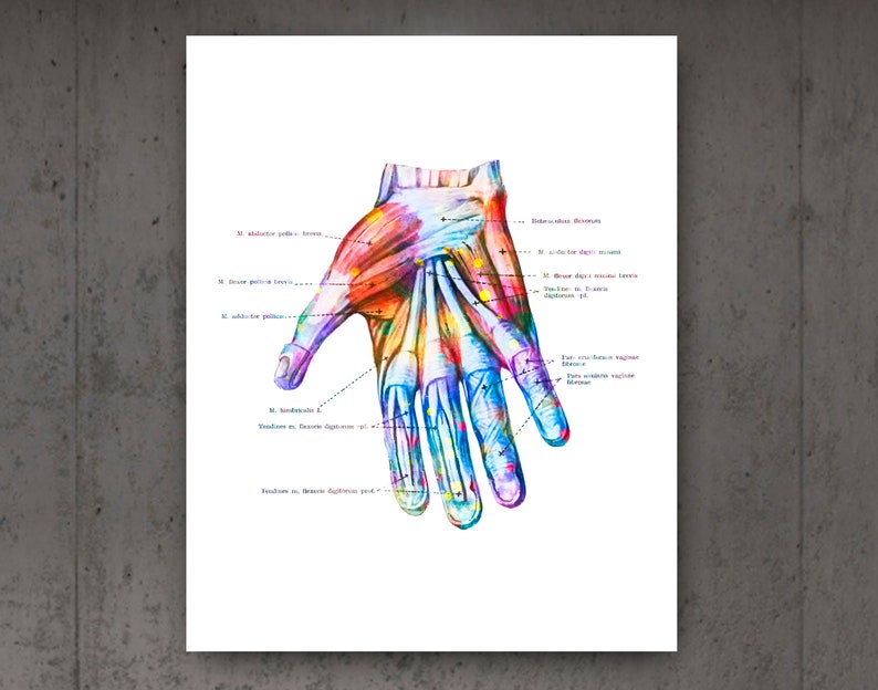 Hand Anatomy Print Set of 6 Wrist Muscles and Ligaments Print ...