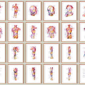 24 posters med mänsklig muskulatur, massageterapeut, presentmärkta, muskelsystem, studier av anatomiskt kroppsdiagram, medicinsk konst, klinik, väggdekor