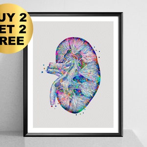 Nephrologist Gift Anatomical Kidney Art Watercolor Kidney Poster Medical Poster Clinic Decor Doctor Office Gift Urology Art