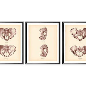 3 Vintage Pelvis Art, Female Pelvis, Male Pelvis, Antique Anatomy Poster, Skeleton Illustration, Chiropractor Office Decor, Orthopedist Gift