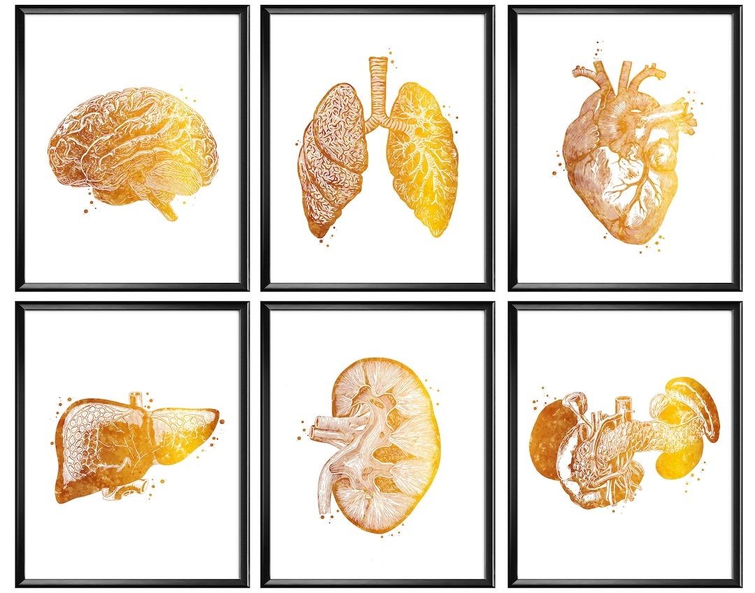 Gold Anatomy Set 6 Golden Medical Art Anatomical Decor Human Heart ...
