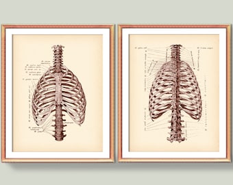 Arte da caixa torácica, pôster de anatomia antiga, arte médica, pôster de estrutura de esqueleto, decoração de médico de quiropraxia, arte de parede de medicina