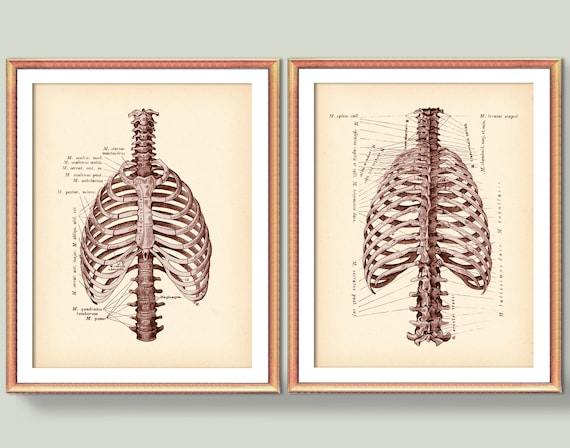 Rib Cage Print Antique Anatomy Poster Medical Art Skeleton